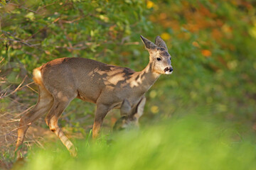 Sarna europejska (Capreolus capreolus) roe deer © Bartosz Rakoczy