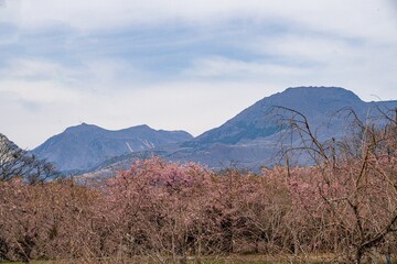 Fototapeta premium 長湯温泉しだれ桜の里