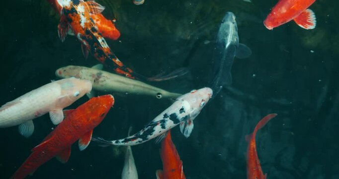A closeup of koi fish swimming in a pond with vibrant colors