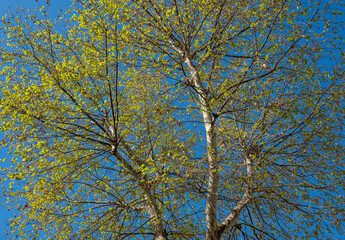 plane tree and its branches. new leaves in spring.