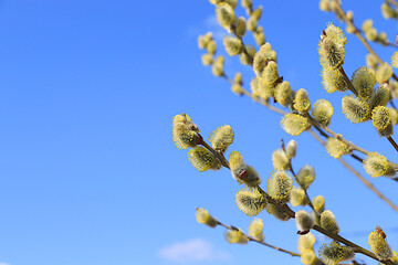 Fresh willow branches against the blue sky, Easter celebration and spring greeting concept. Abstract flower arrangement and holiday card, screen banner and design template.