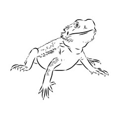 Agama Lizard hand drawing vector illustration isolated on white background