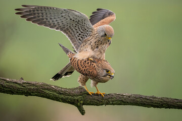 Common kestrel (Falco tinnunculus). Falcon Pair Mating on Mossy Branch. Open meadow in spring. Rare moment of natural intimacy frozen mid-air.