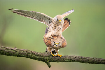Common kestrel (Falco tinnunculus). Falcon Pair Engaged in Courtship. Forest-edge branch with soft green backdrop. Front-facing stare adds tension to the dynamic moment.