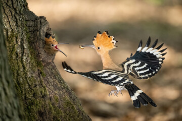 Eurasian hoopoe (Upupa epops). Hoopoe Feeding Chick Mid-Air. Tree cavity in dappled forest light. Hovering delivery with chick's wide-open beak creates cinematic drama.