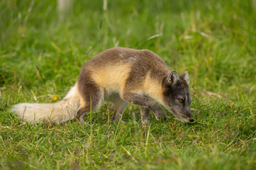 Arctic fox (Vulpes lagopus). Canid family fox sniffing the ground in mid-step. Lush summer tundra with tall green grasses. Sharp side profile and molting coat create a dynamic feel.