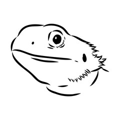 Agama Lizard hand drawing vector illustration isolated on white background