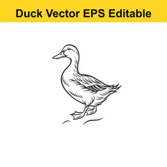Duck Vector drawing sketch silhouette