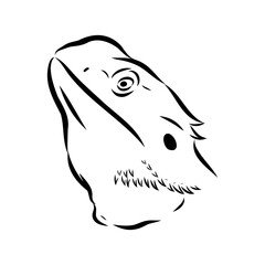 Agama Lizard hand drawing vector illustration isolated on white background