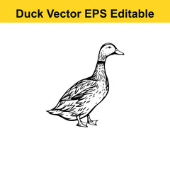 Duck Vector drawing sketch silhouette
