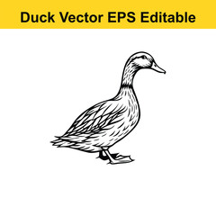 Duck Vector drawing sketch silhouette
