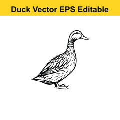 Duck Vector drawing sketch silhouette