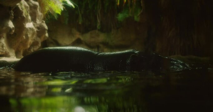 A pygmy hippo partially submerged in water, creating a ripple effect in a lush, green habitat