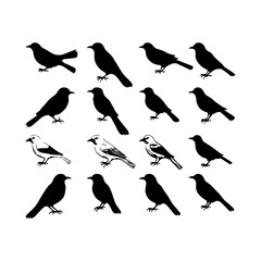 silhouette brids set on white background.