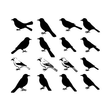 silhouette brids set on white background.