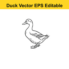 Duck Vector drawing sketch silhouette