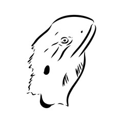 Agama Lizard hand drawing vector illustration isolated on white background