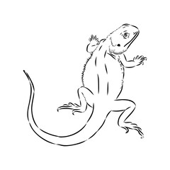 Agama Lizard hand drawing vector illustration isolated on white background