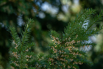Tiny flowers on a yew tree.
