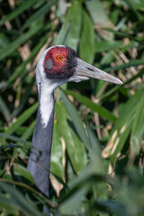 A white-necked crane bird peeks out from the reeds.
