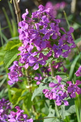 Monnaie du pape en fleur au printemps