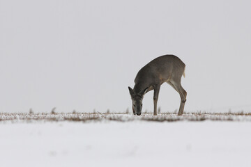Sarna europejska (Capreolus capreolus) roe deer © Bartosz Rakoczy