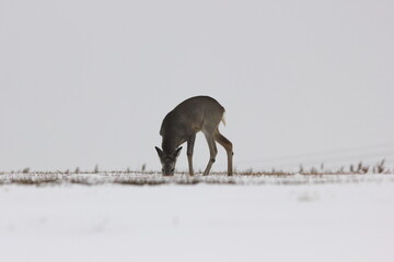 Sarna europejska (Capreolus capreolus) roe deer © Bartosz Rakoczy