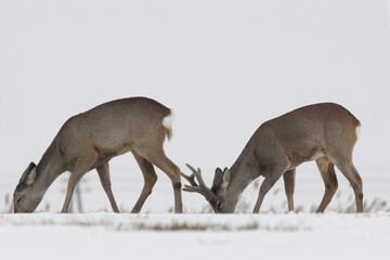 Sarna europejska (Capreolus capreolus) roe deer © Bartosz Rakoczy