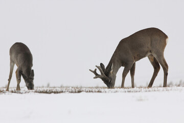 Sarna europejska (Capreolus capreolus) roe deer © Bartosz Rakoczy
