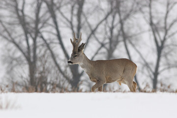 Sarna europejska (Capreolus capreolus) roe deer © Bartosz Rakoczy