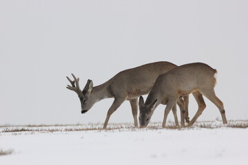 Sarna europejska (Capreolus capreolus) roe deer © Bartosz Rakoczy