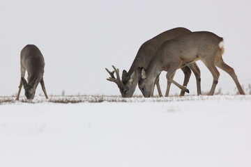 Sarna europejska (Capreolus capreolus) roe deer © Bartosz Rakoczy