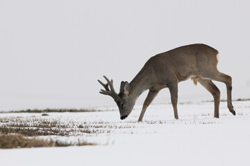 Sarna europejska (Capreolus capreolus) roe deer © Bartosz Rakoczy