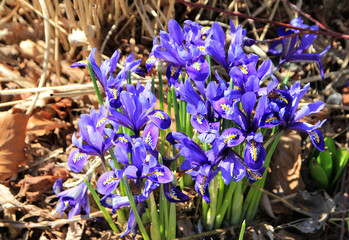 Blooming crocuses on flower bed