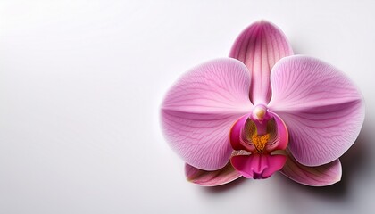 Pink single orchid on a white background