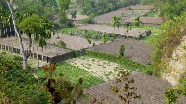Land allocated for betel cultivation on the plains below, seen from Mainak Hill, near the Sri Sri Adinath Temple in Maheshkhali.