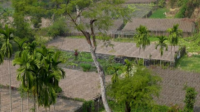 Land allocated for betel cultivation on the plains below, seen from Mainak Hill, near the Sri Sri Adinath Temple in Maheshkhali.