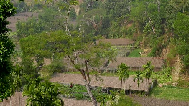 Land allocated for betel cultivation on the plains below, seen from Mainak Hill, near the Sri Sri Adinath Temple in Maheshkhali.