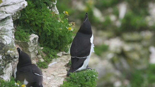 Razorbill, Alca Torda, birds on cliffs, Bempton Cliffs, North Yorkshire, England