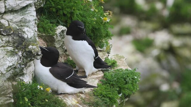 Razorbill, Alca Torda, birds on cliffs, Bempton Cliffs, North Yorkshire, England