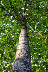 Fototapeta premium Looking up from down tree, Dipterocarpus tree, Big tree in Vietnam