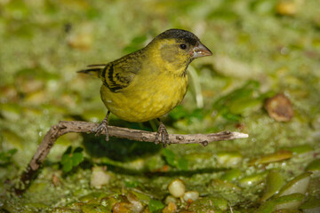 Black-chinned Siskin (spinus barbatus) perched on a branch over water plants