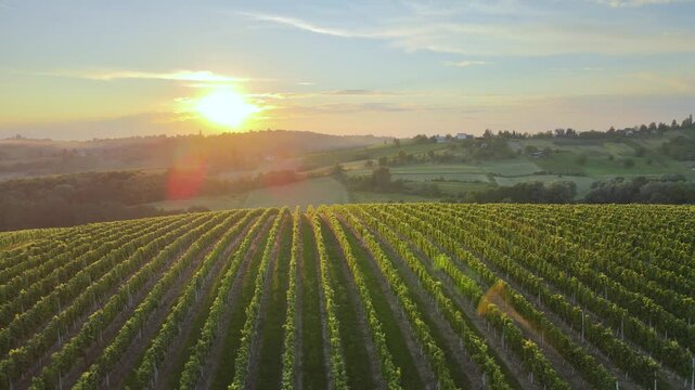 Aerial truck shot of green vineyard at sunset, glowing rows of grapevines in serene rural landscape, warm golden light