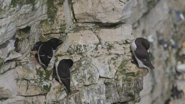 Razorbill, Alca Torda, birds on cliffs, Bempton Cliffs, North Yorkshire, England