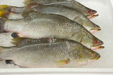 Fresh fish for sale on ice in a supermarket.