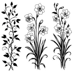 Set of outline Narcissus, doodle spring floral. Hand drawn snowdrop Botanical drawing. Detailed line art illustration. Simple Stylized Art, daffodils flowers. Elegant Black and White blossom.