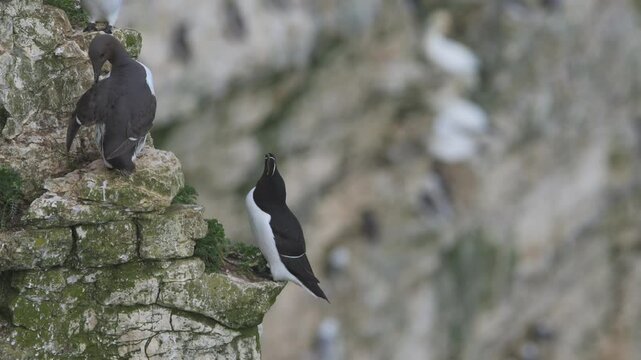 Razorbill, Alca Torda, birds on cliffs, Bempton Cliffs, North Yorkshire, England