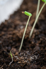 Freshly sprouted plant from seed.
