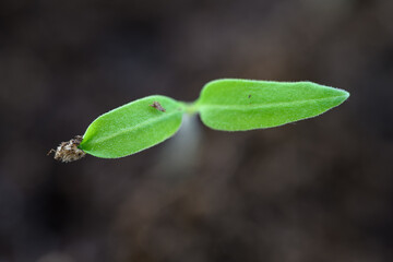 Freshly sprouted plant from seed.
