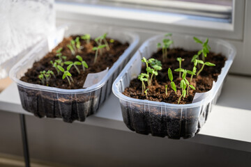 Freshly growing planting plant in a flowerpot.
